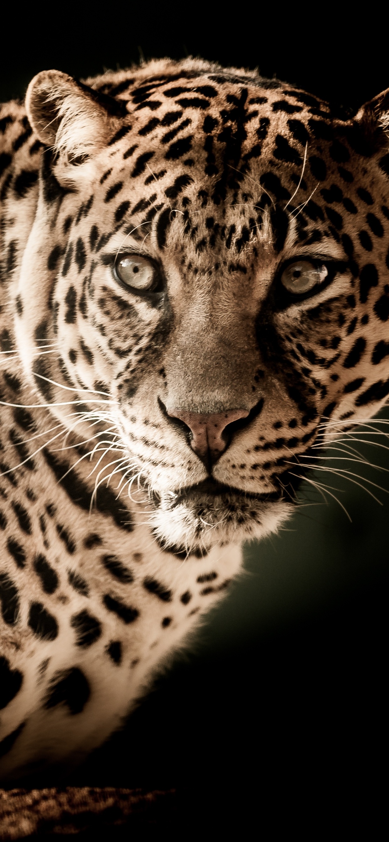 Обои Леопард, Лев, Гепард, наземные животные, живая природа в разрешении 1242x2688