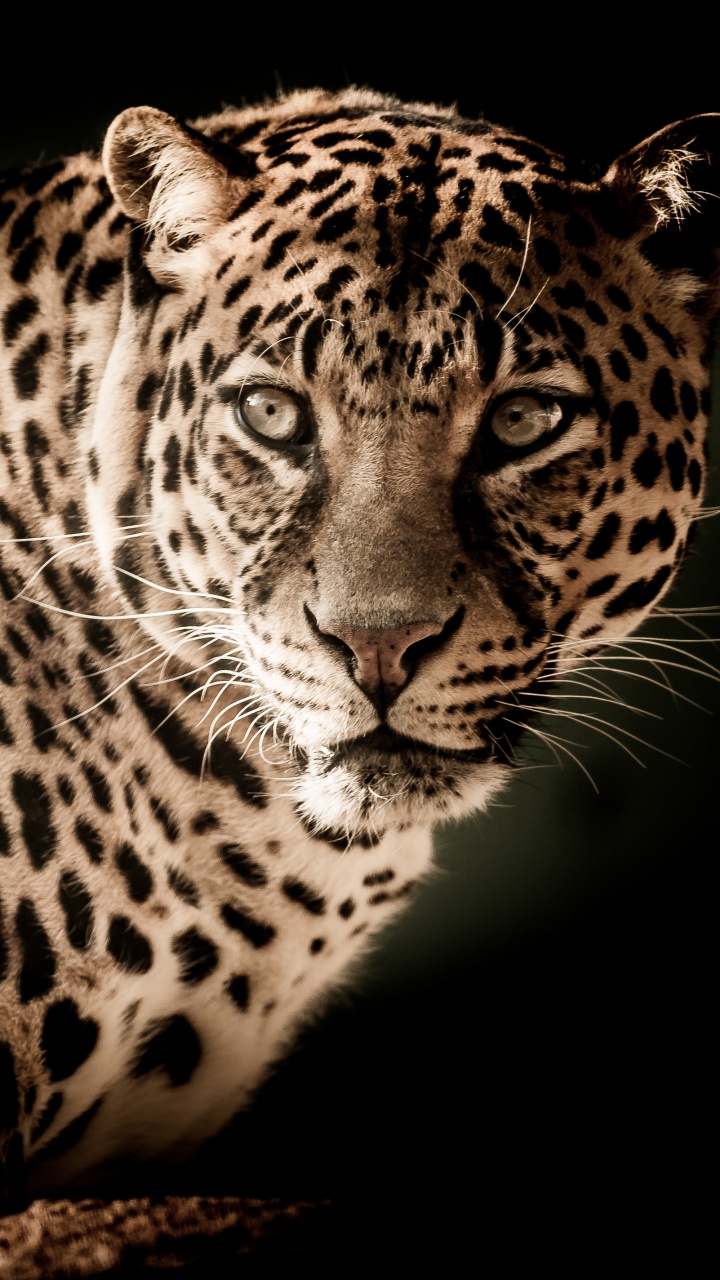 Обои Леопард, Лев, Гепард, наземные животные, живая природа в разрешении 720x1280