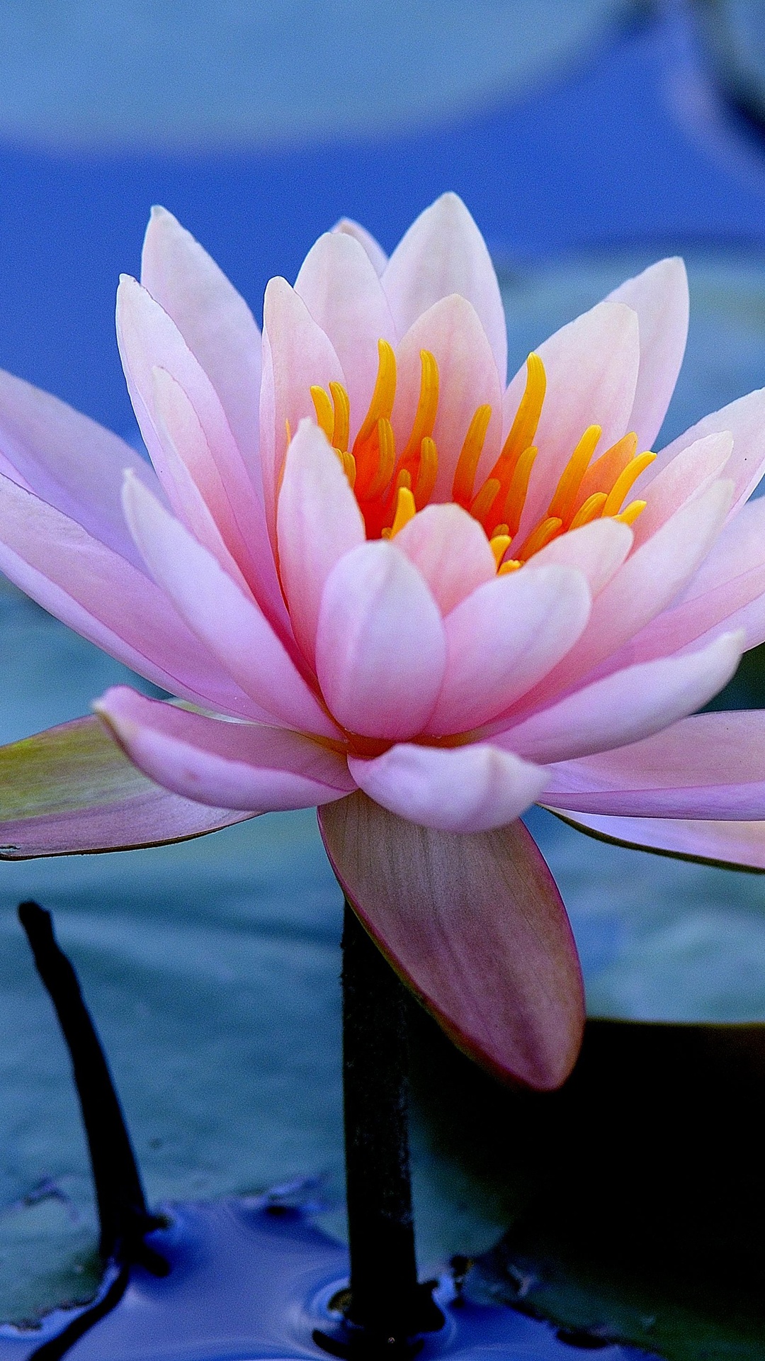 Обои Лилия, цветок, ароматные белые водяные лилии, священный Лотос, лепесток в разрешении 1080x1920