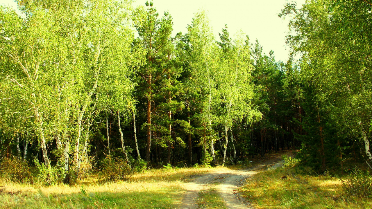 Обои лес, дерево, растительность, природный заповедник, хвойными лесами в разрешении 1280x720