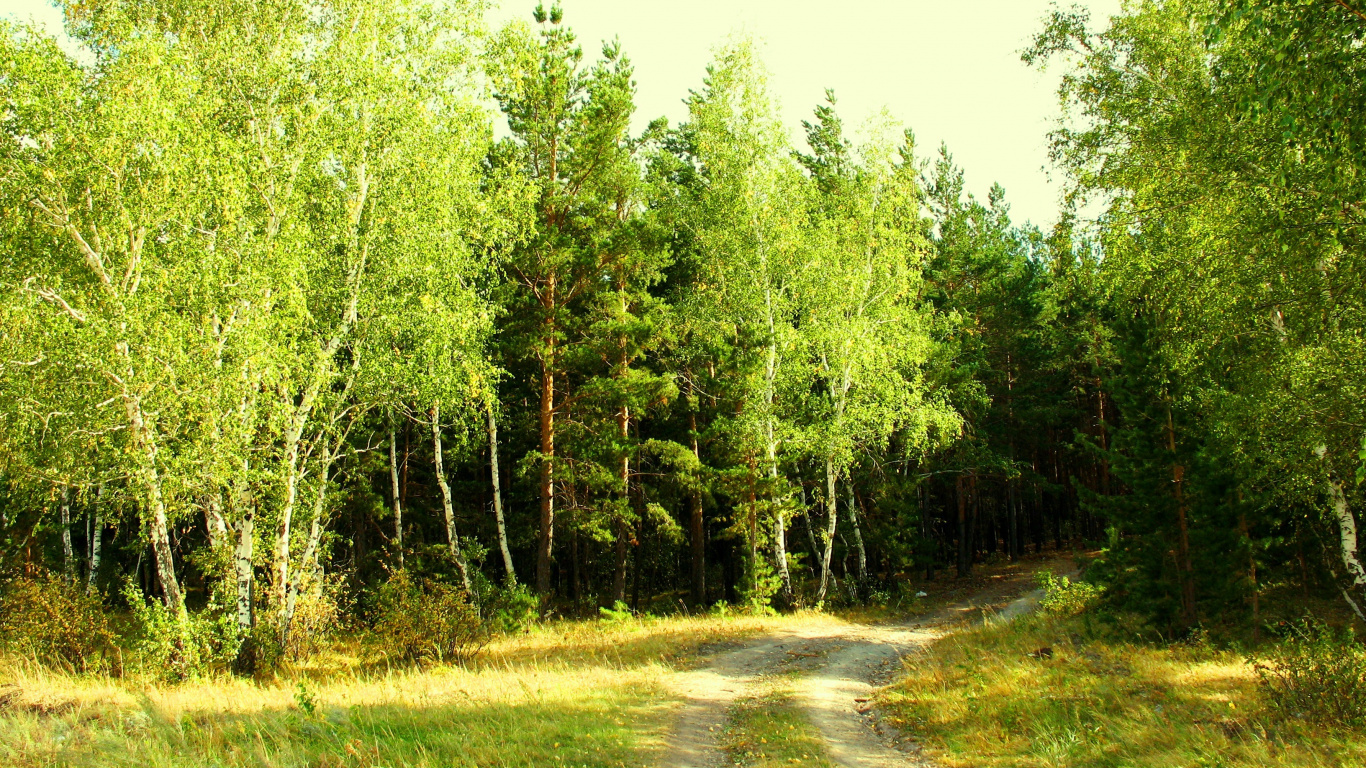 Обои лес, дерево, растительность, природный заповедник, хвойными лесами в разрешении 1366x768