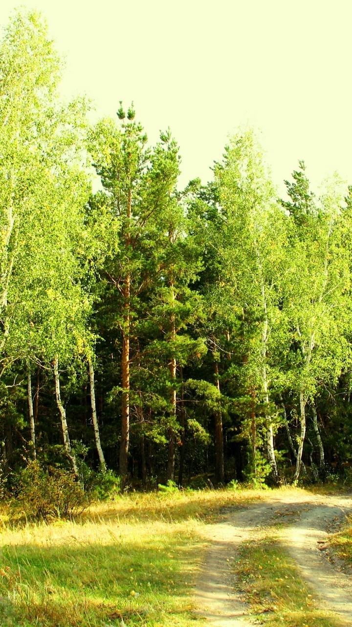 Обои лес, дерево, растительность, природный заповедник, хвойными лесами в разрешении 720x1280