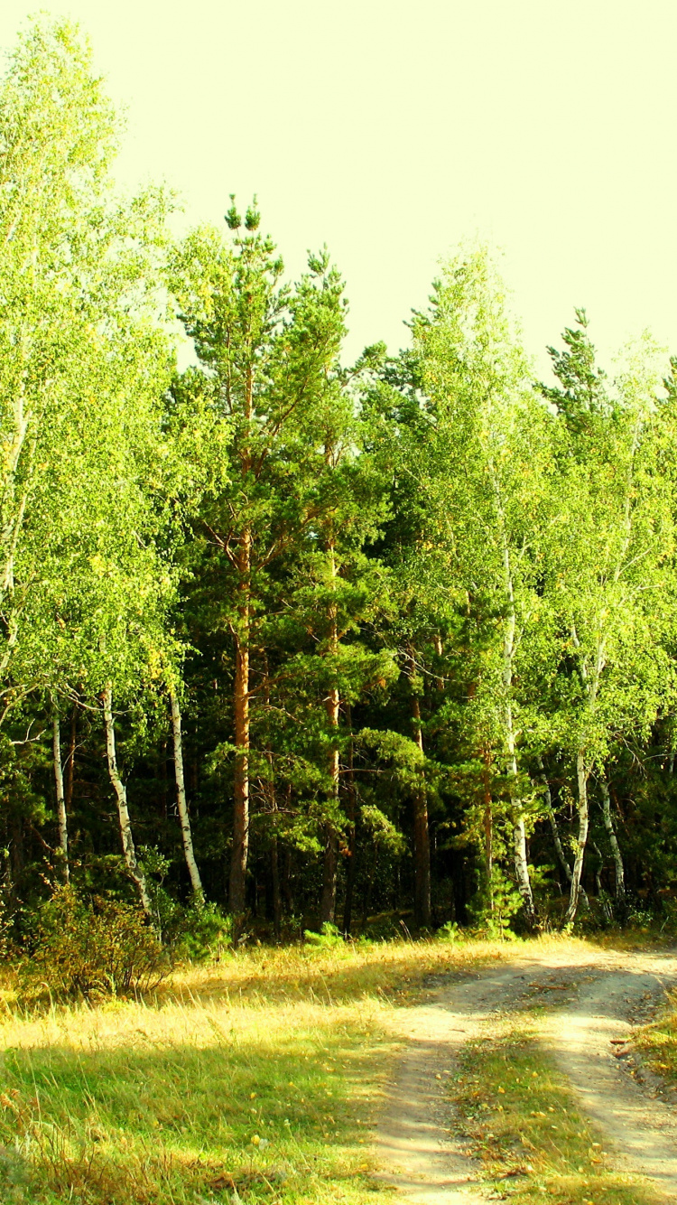 Обои лес, дерево, растительность, природный заповедник, хвойными лесами в разрешении 750x1334