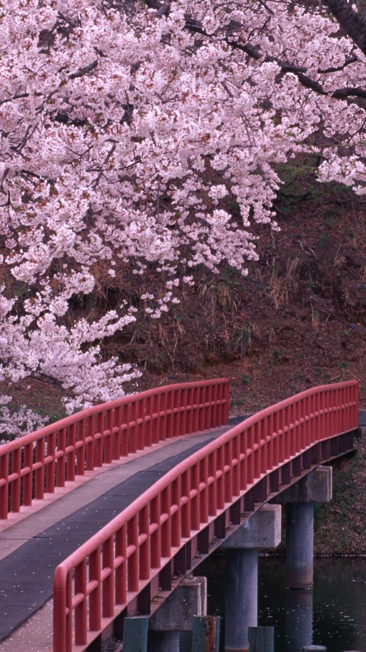 Обои цветение вишни, дерево, весна, цветок, расцвет в разрешении 750x1334