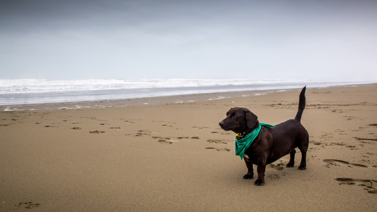 Обои пес, пляж, песок, побережье, море в разрешении 1280x720