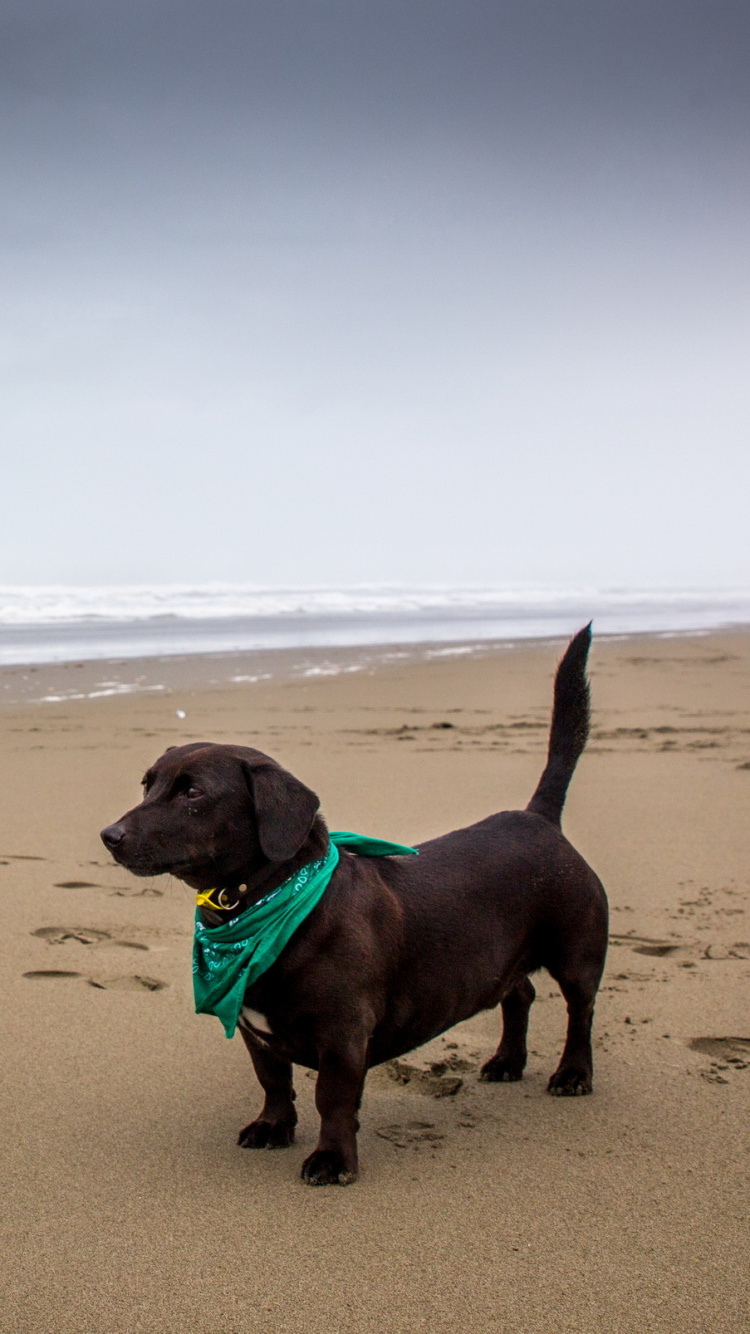 Обои пес, пляж, песок, побережье, море в разрешении 750x1334