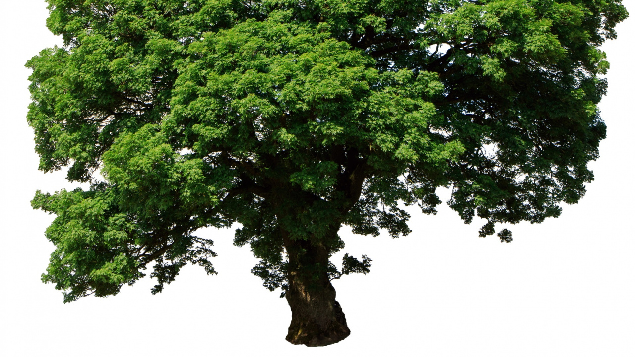 Обои дерево, ветвь, растение, древесные растения, дуб в разрешении 1280x720