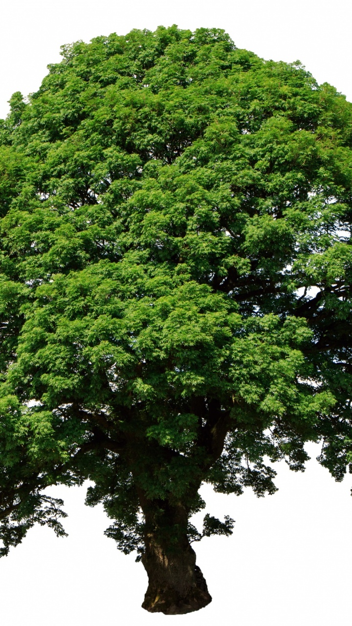 Обои дерево, ветвь, растение, древесные растения, дуб в разрешении 720x1280