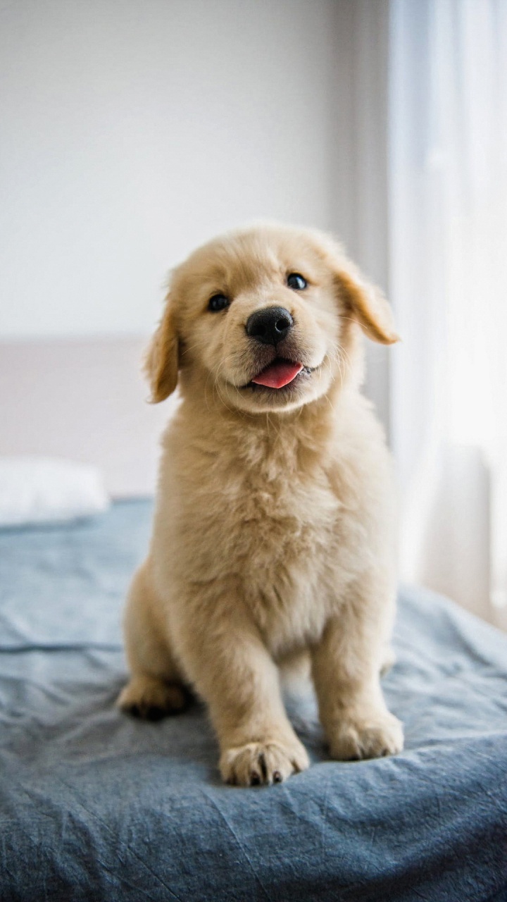 Обои лабрадор, золотистый ретривер, доберман, датский дог, глаз в разрешении 720x1280