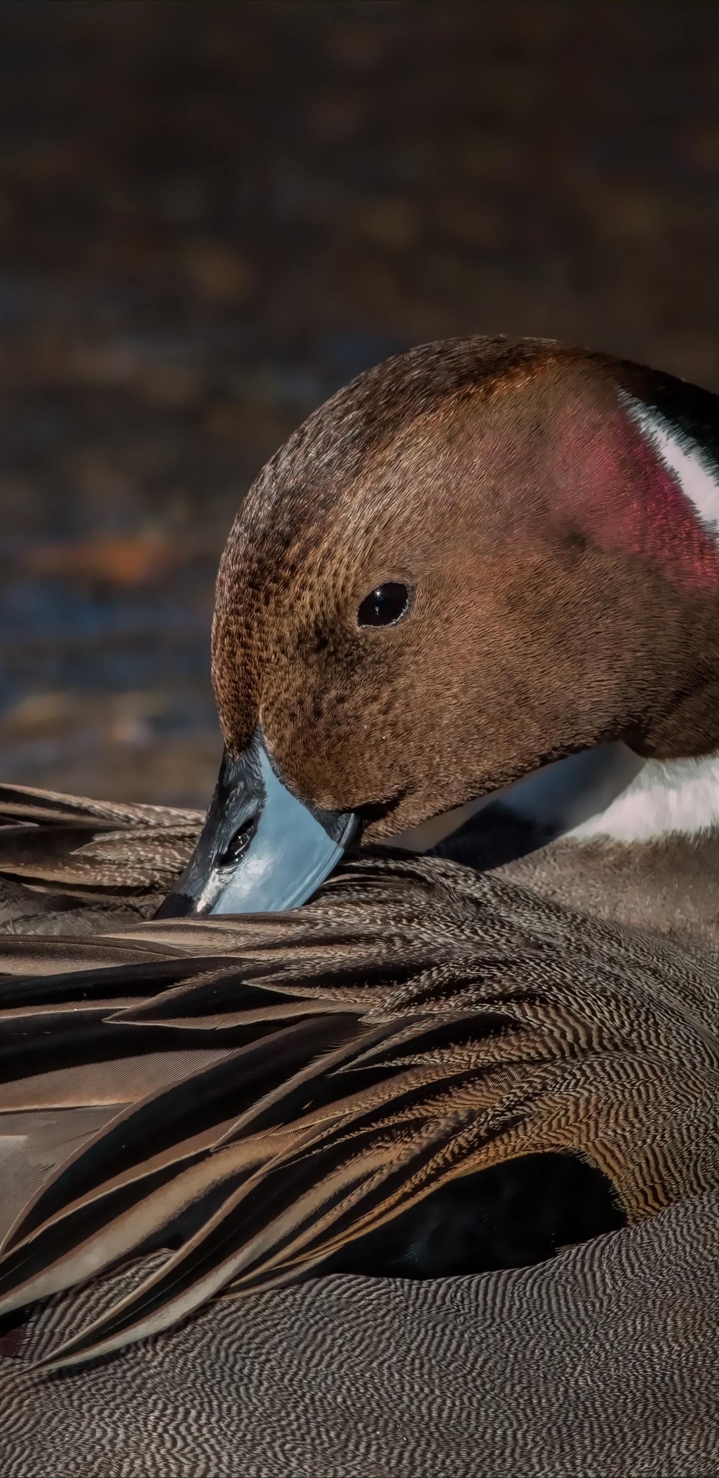 Обои утка, Гусь, птица, шилохвость, водоплавающие птицы в разрешении 1440x2960