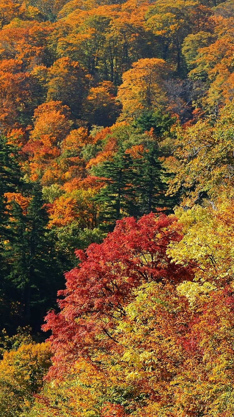 Обои дерево, природа, лист, растительность, листопадные в разрешении 750x1334