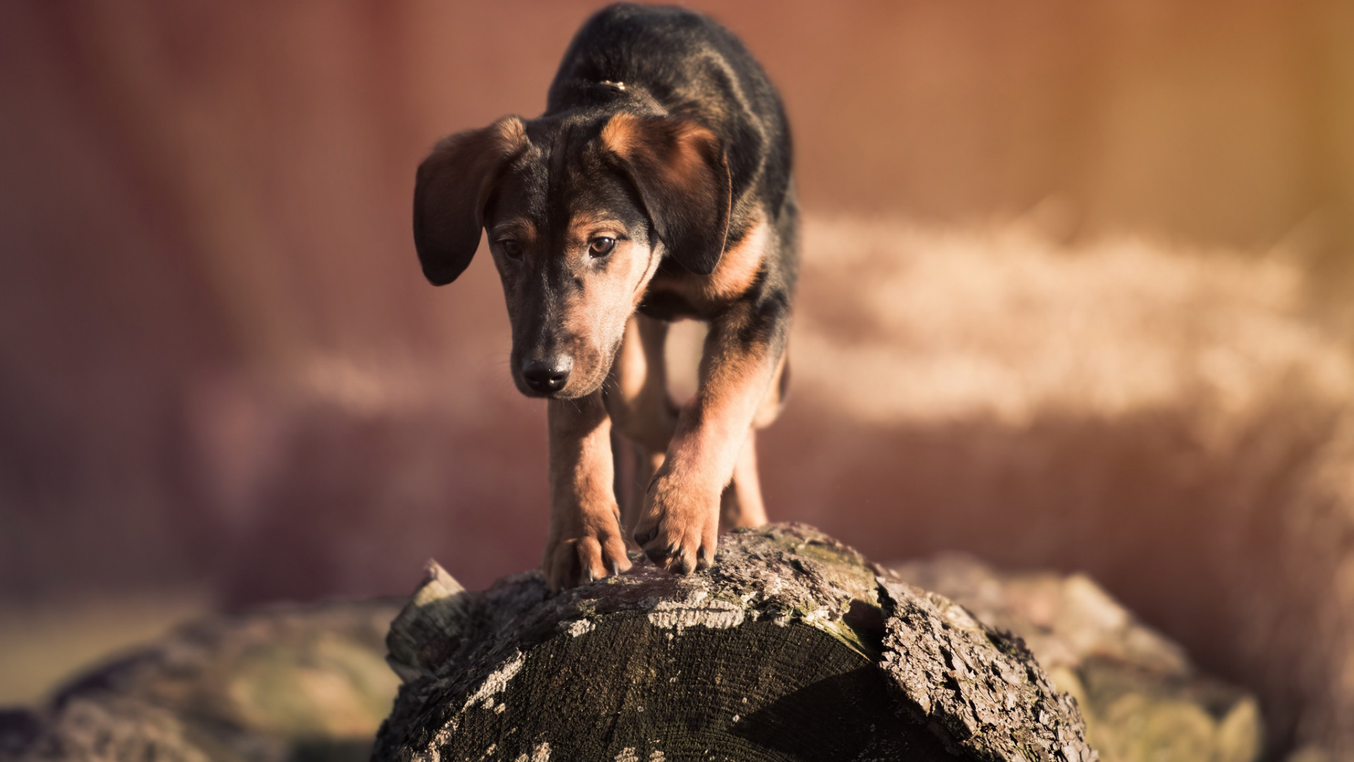 Обои морда, собака породы, охотничья собака, пес, охота в разрешении 1920x1080