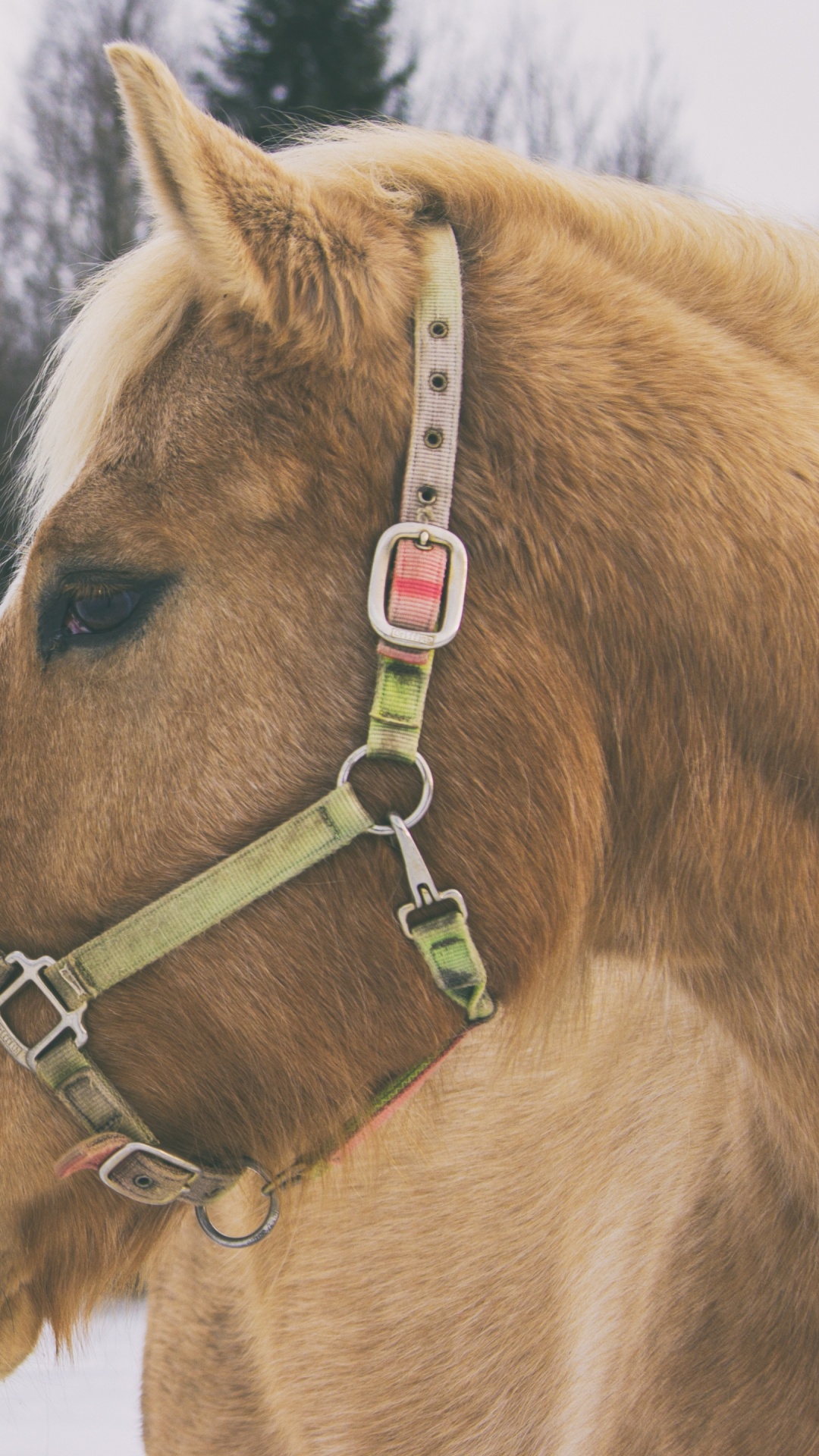 Обои недоуздок, Сбруя, грива, снег, вожжа в разрешении 1080x1920