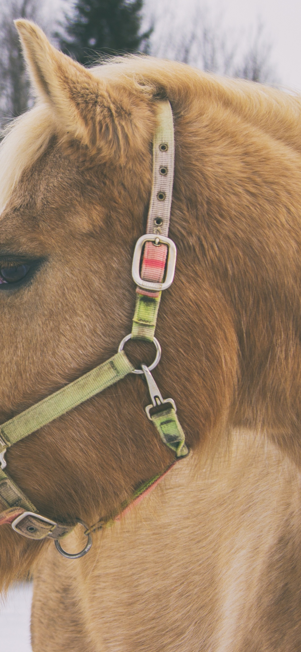 Обои недоуздок, Сбруя, грива, снег, вожжа в разрешении 1242x2688