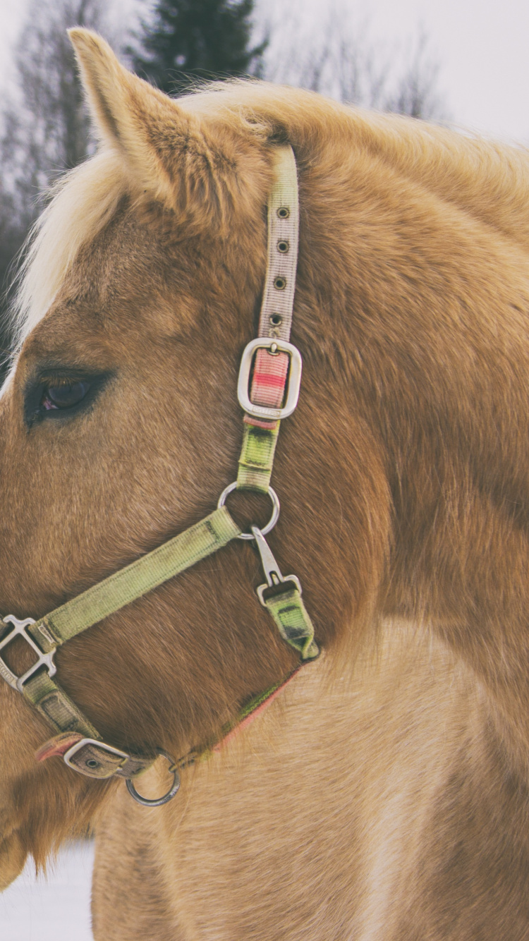 Обои недоуздок, Сбруя, грива, снег, вожжа в разрешении 750x1334