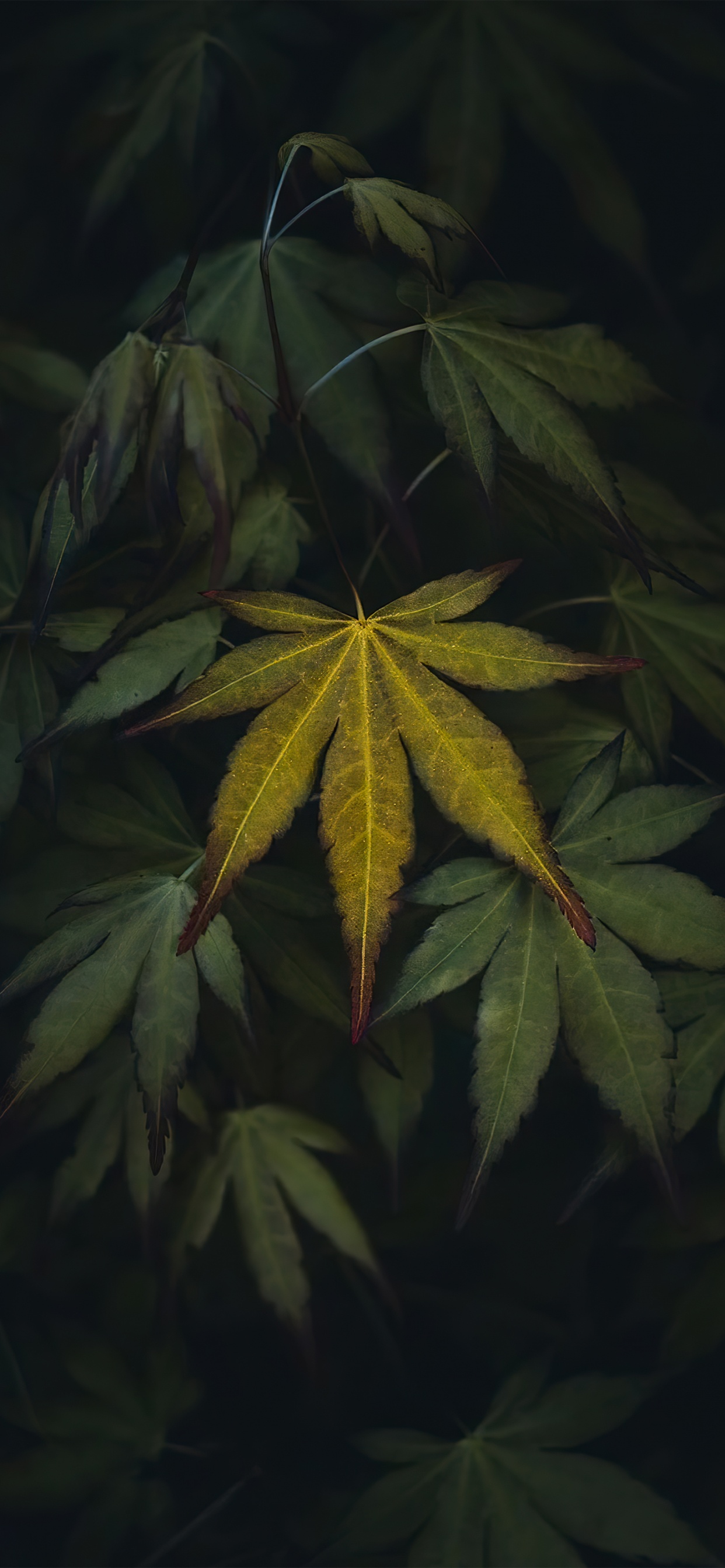 Обои лист, растение, биология, цветок, наземное растение в разрешении 1242x2688