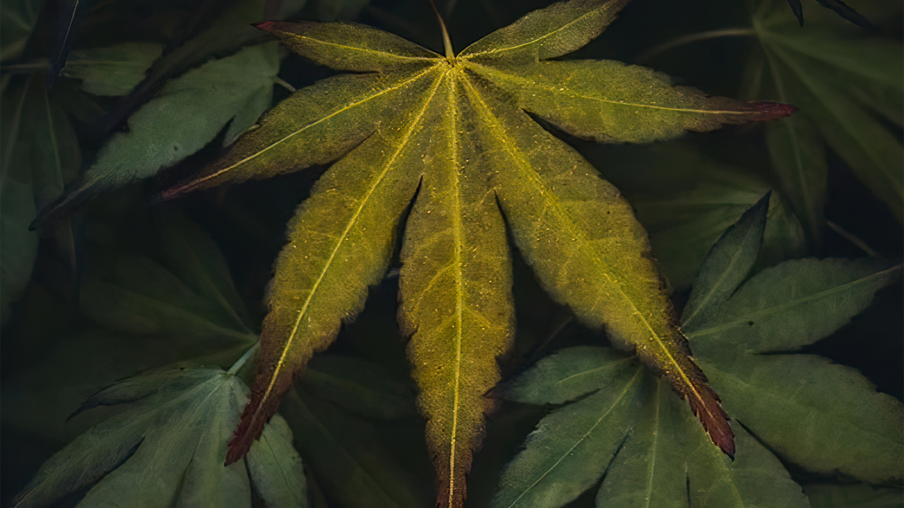 Обои лист, растение, биология, цветок, наземное растение в разрешении 1280x720