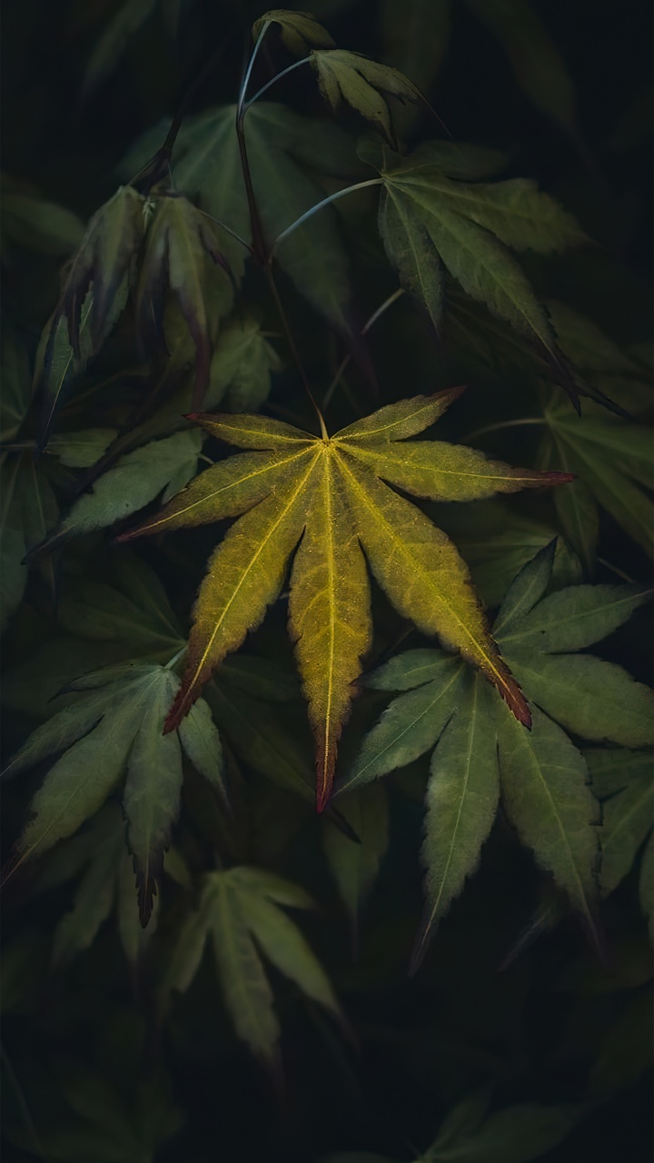 Обои лист, растение, биология, цветок, наземное растение в разрешении 720x1280