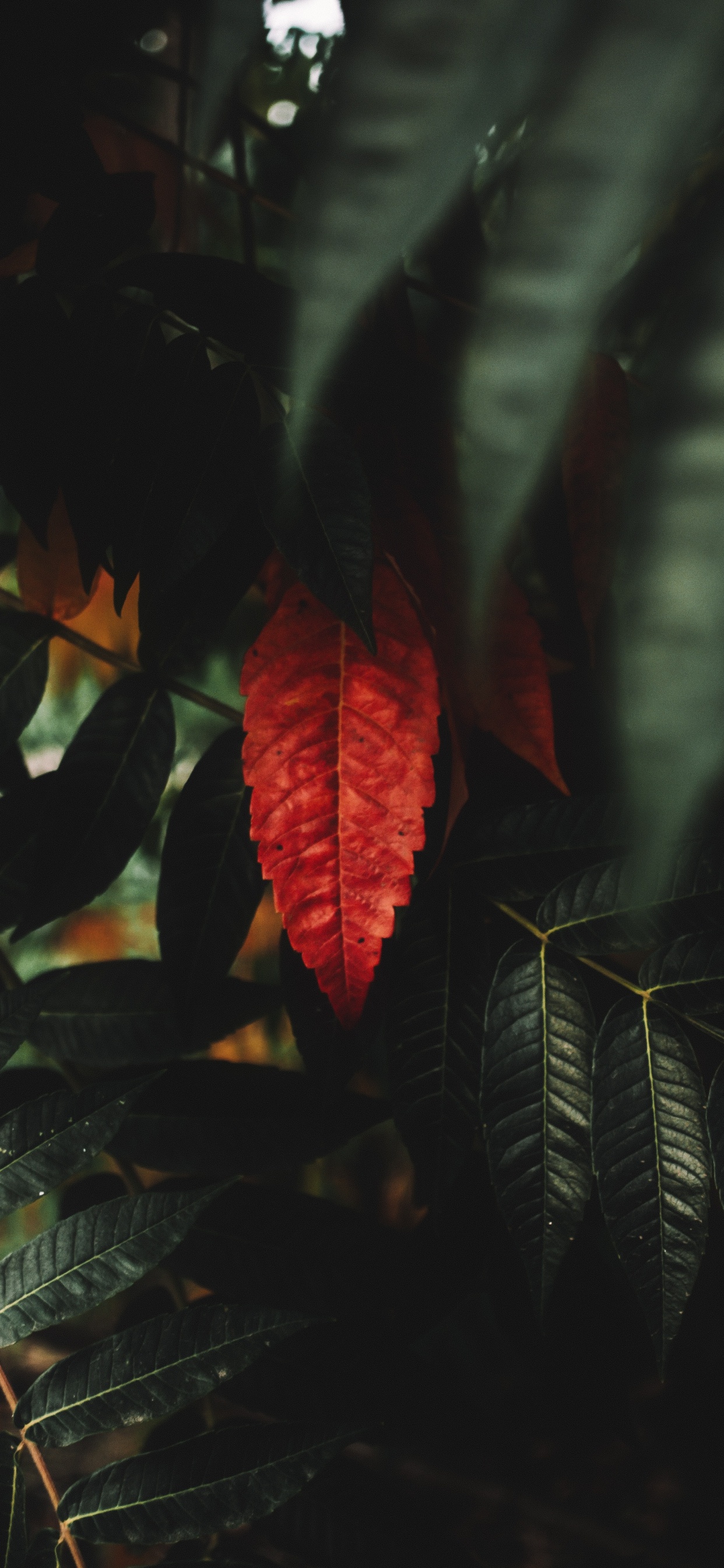 Обои красный цвет, рассада, ветвь, небо, древесина в разрешении 1242x2688