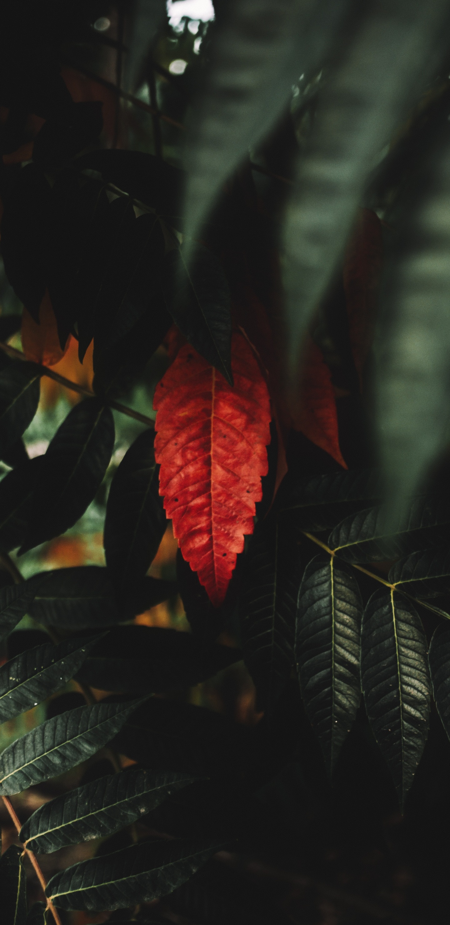 Обои красный цвет, рассада, ветвь, небо, древесина в разрешении 1440x2960