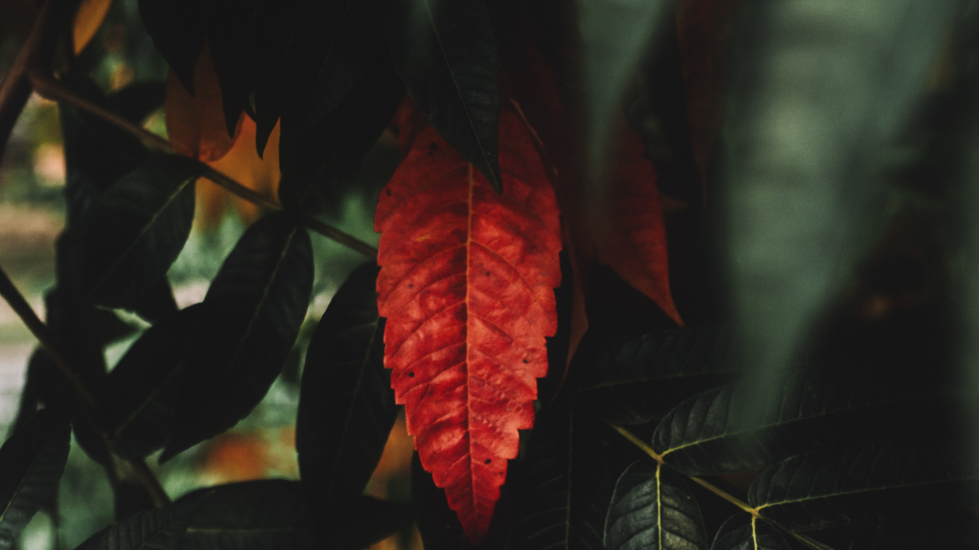 Обои красный цвет, рассада, ветвь, небо, древесина в разрешении 1920x1080