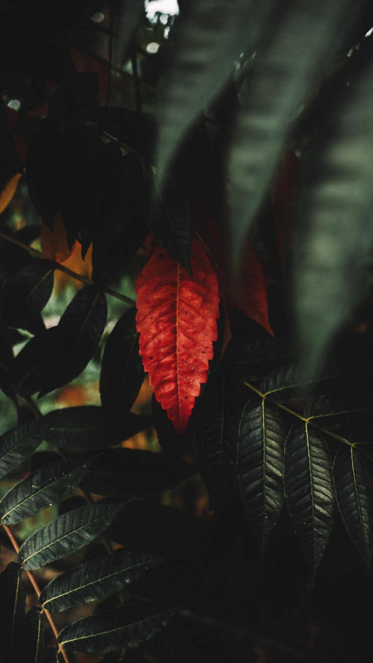 Обои красный цвет, рассада, ветвь, небо, древесина в разрешении 750x1334