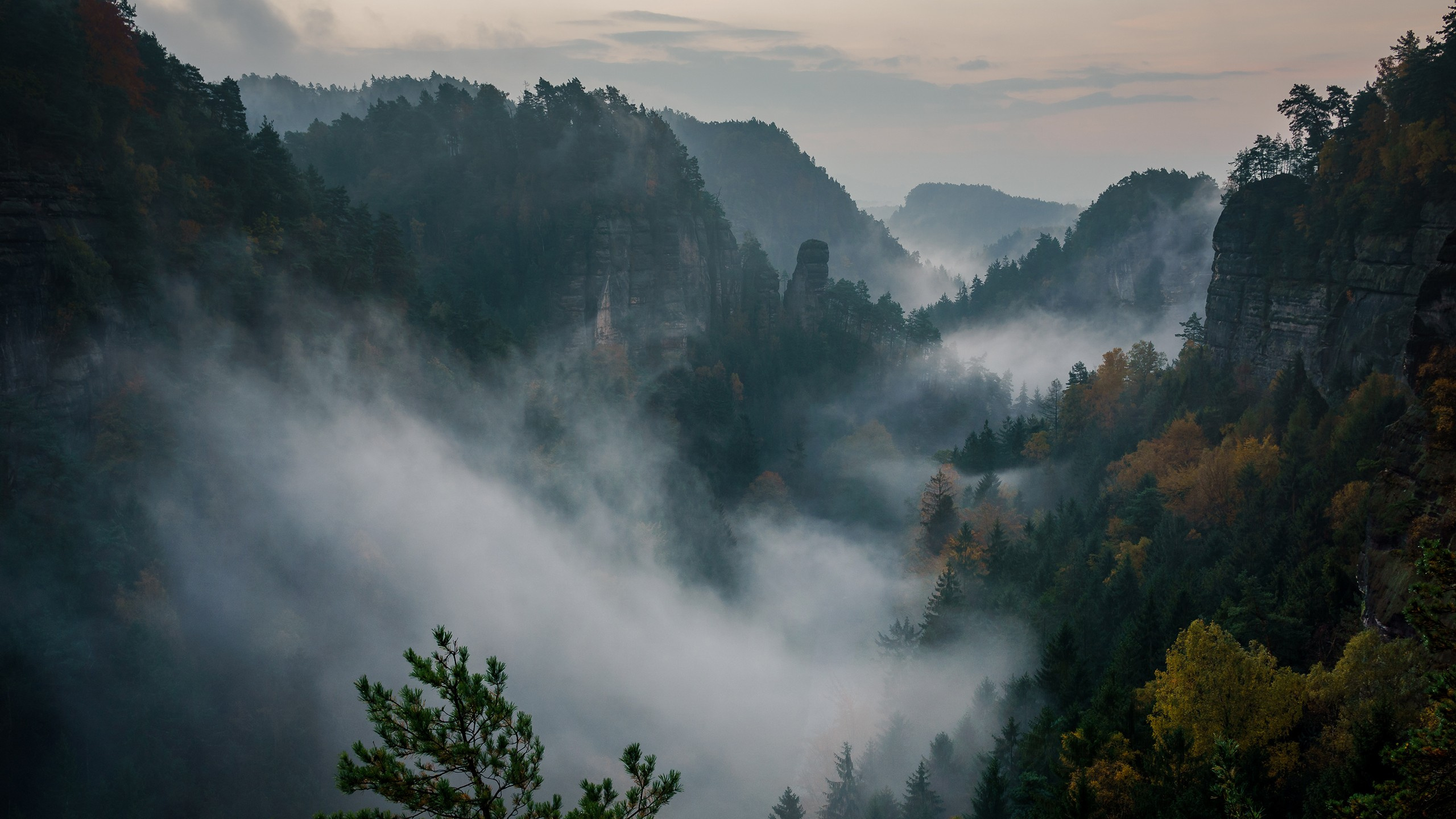 Обои дерево, природа, горный рельеф, гора, туман в разрешении 2560x1440