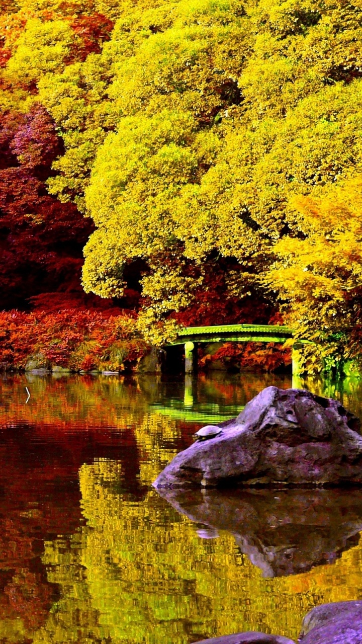 Обои пейзажная живопись, природа, лист, отражение, дерево в разрешении 720x1280