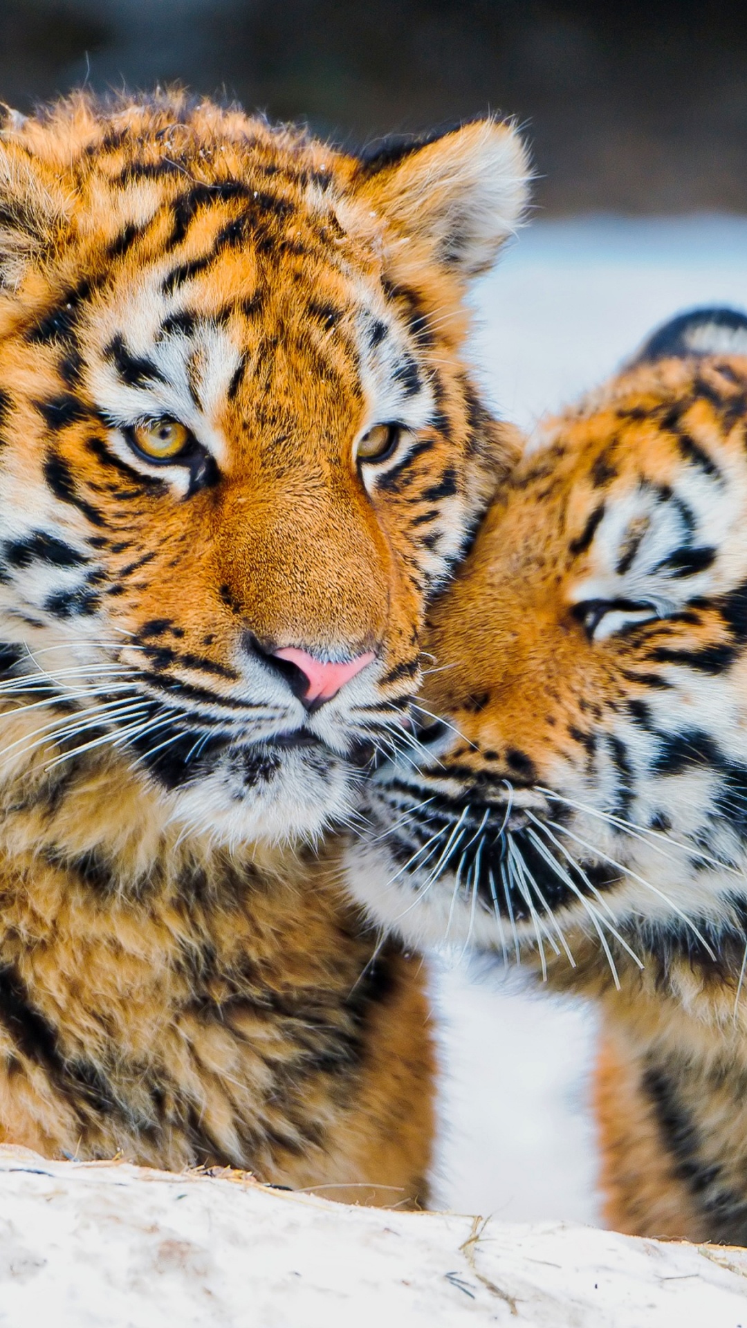 Обои тигр, Белый тигр, постер, волосы, голова в разрешении 1080x1920