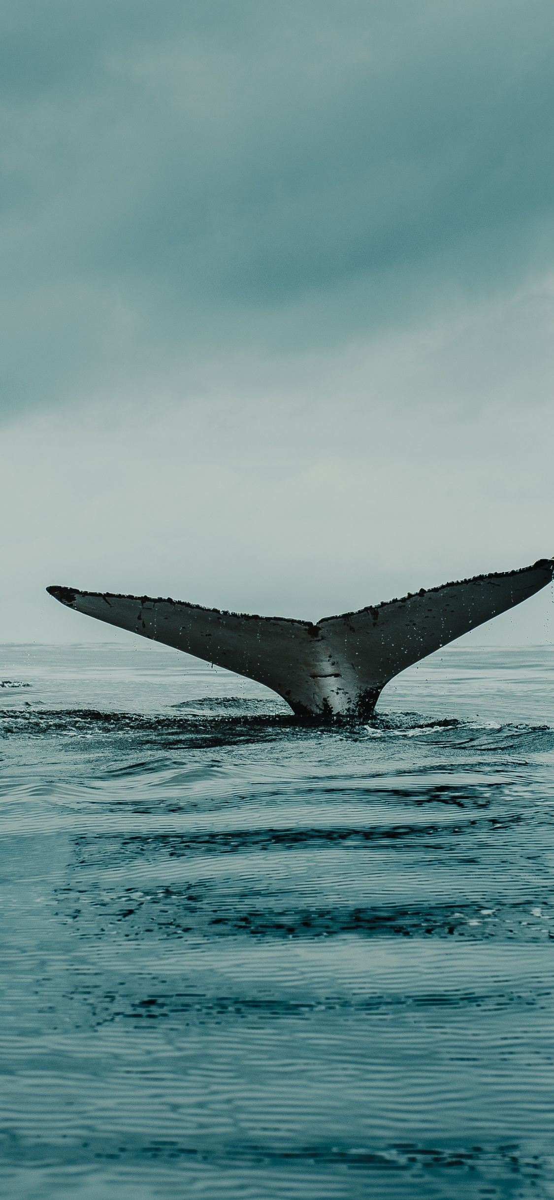 Обои вода, облако, жидкий, жидкость, морская биология в разрешении 1125x2436