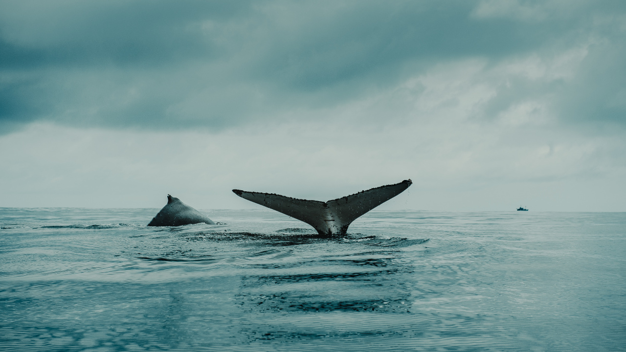 Обои вода, облако, жидкий, жидкость, морская биология в разрешении 1280x720