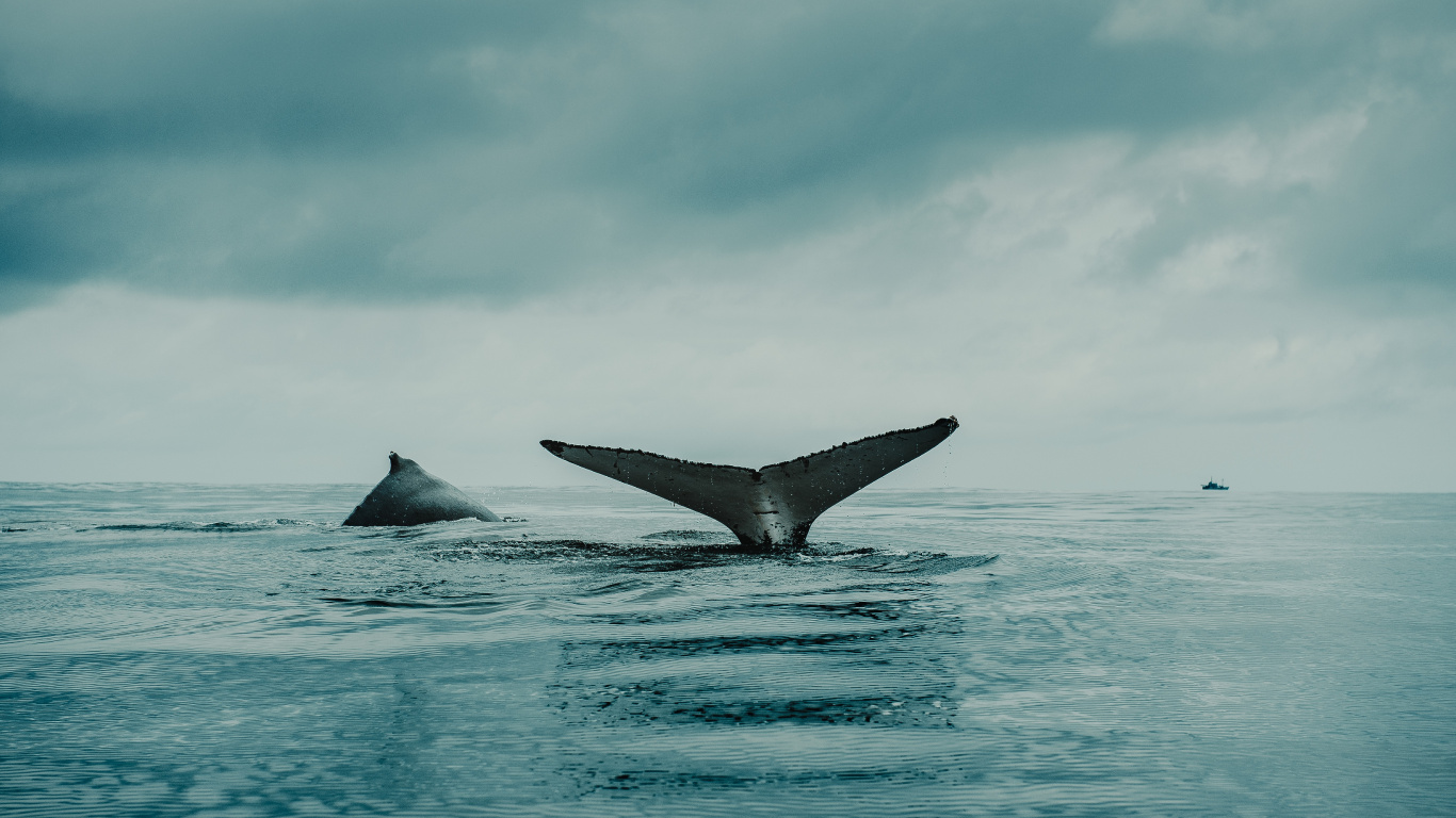 Обои вода, облако, жидкий, жидкость, морская биология в разрешении 1366x768