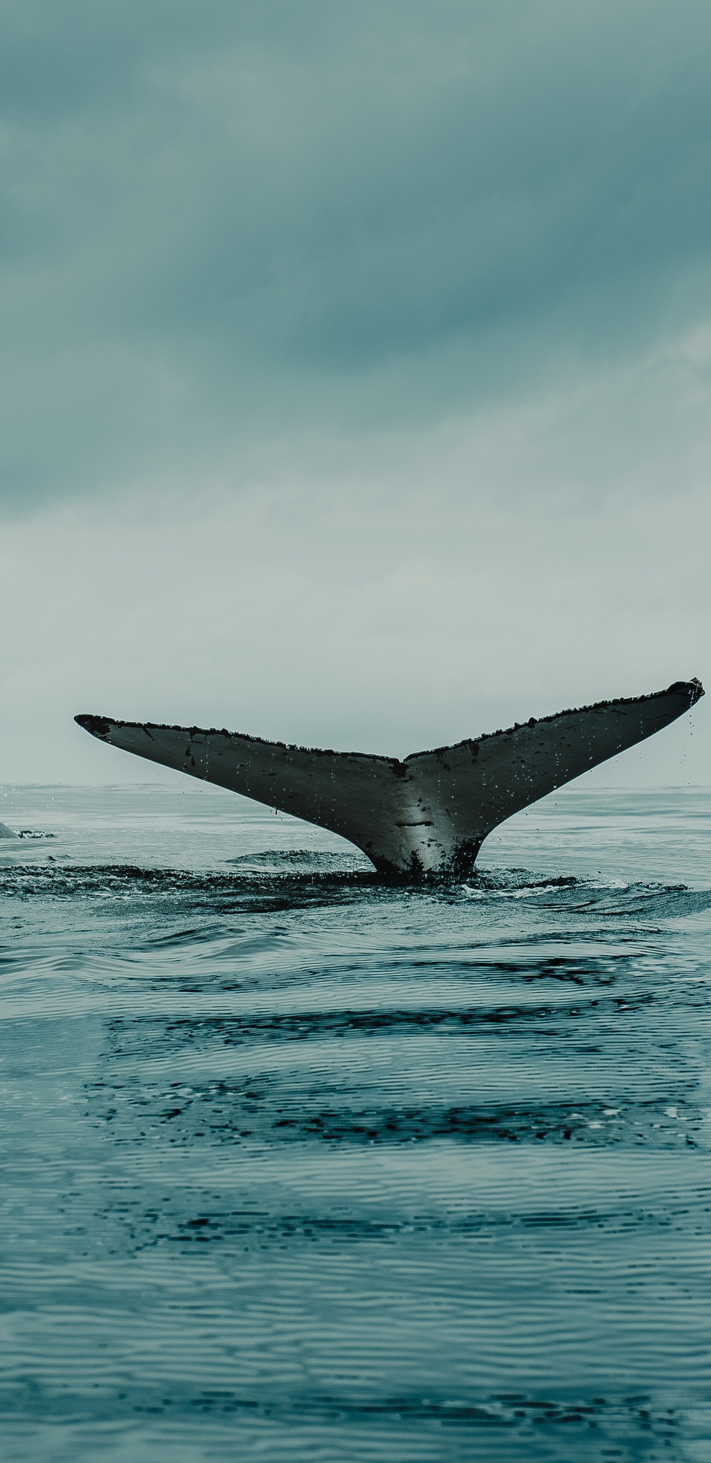 Обои вода, облако, жидкий, жидкость, морская биология в разрешении 1440x2960