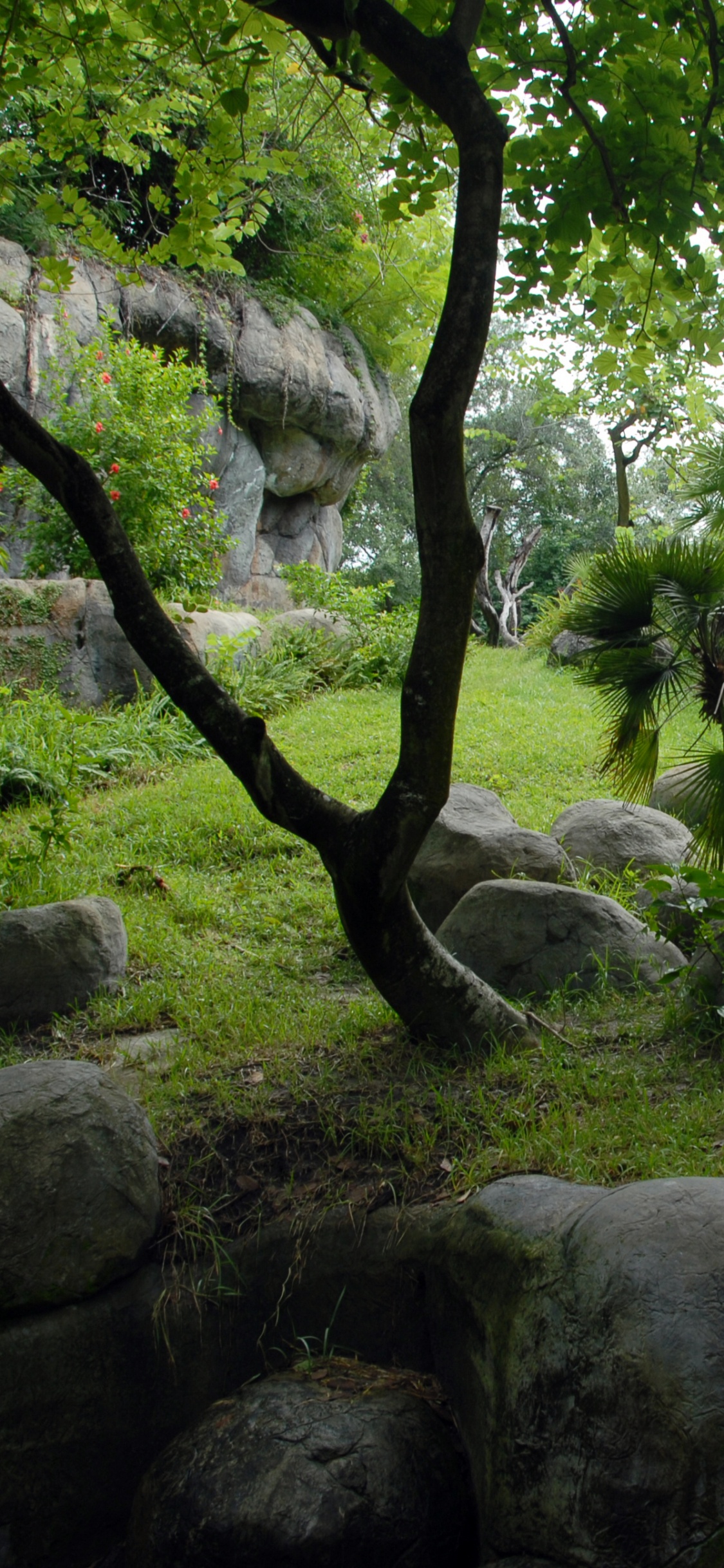 Обои растительность, природный заповедник, дерево, лес, растение в разрешении 1125x2436
