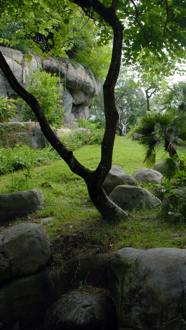 Обои растительность, природный заповедник, дерево, лес, растение в разрешении 720x1280