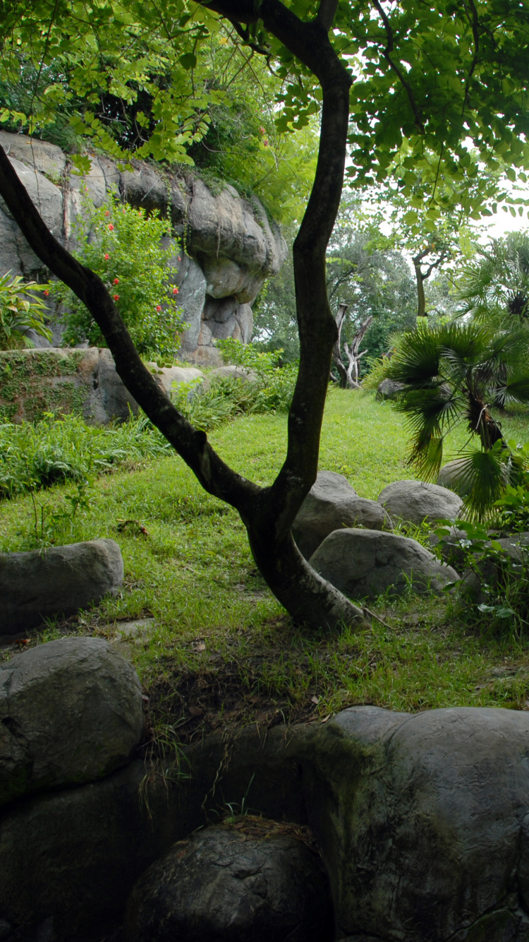 Обои растительность, природный заповедник, дерево, лес, растение в разрешении 750x1334