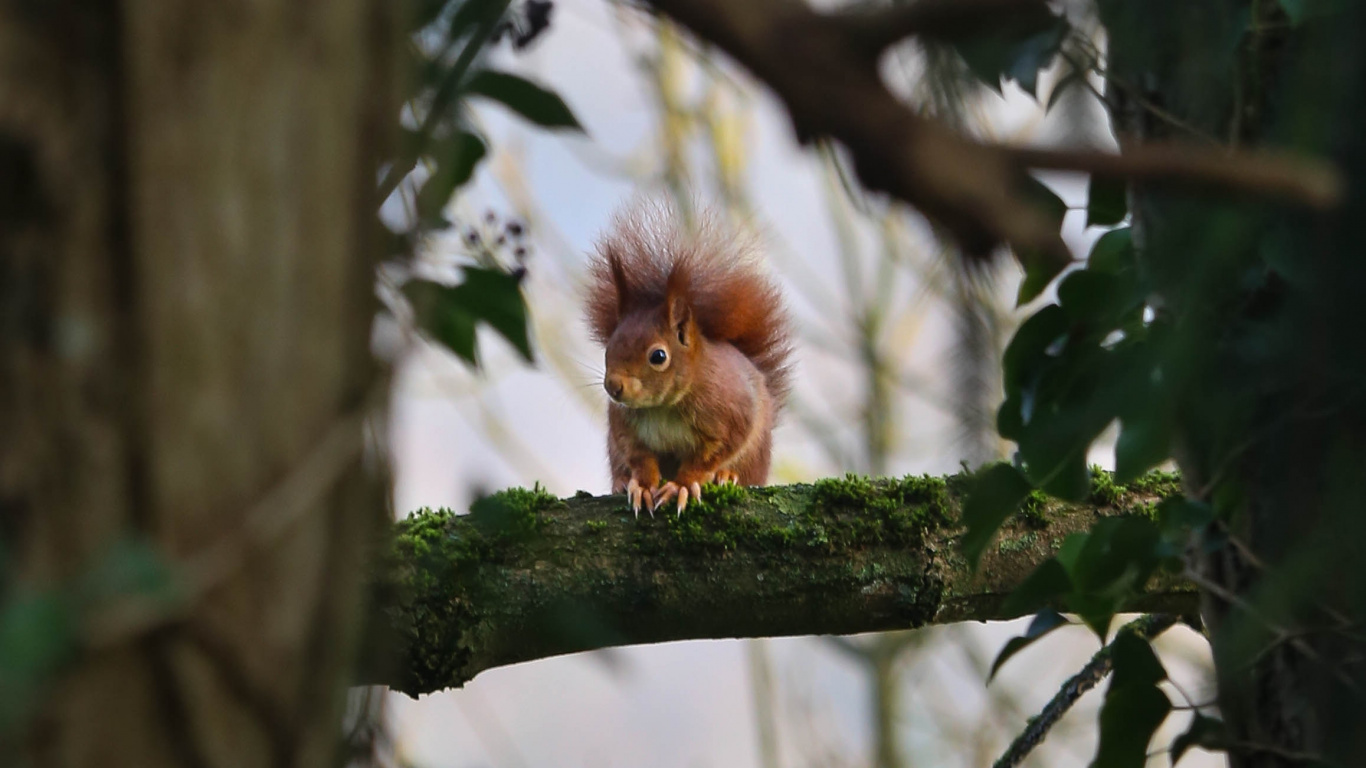 Обои живая природа, грызун, ветвь, дерево, белка в разрешении 1366x768