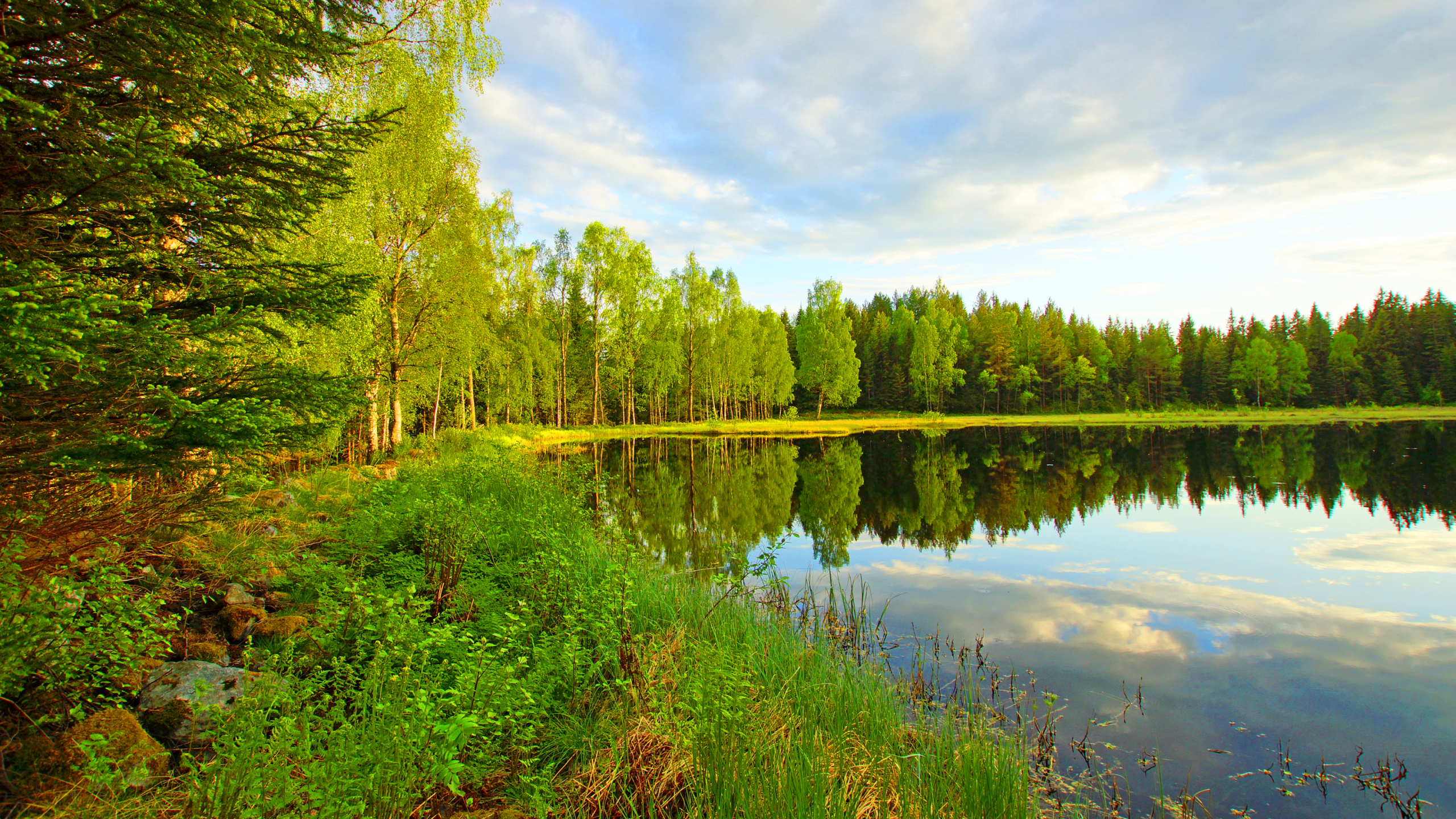 Обои отражение, природа, дерево, вода, природный заповедник в разрешении 2560x1440