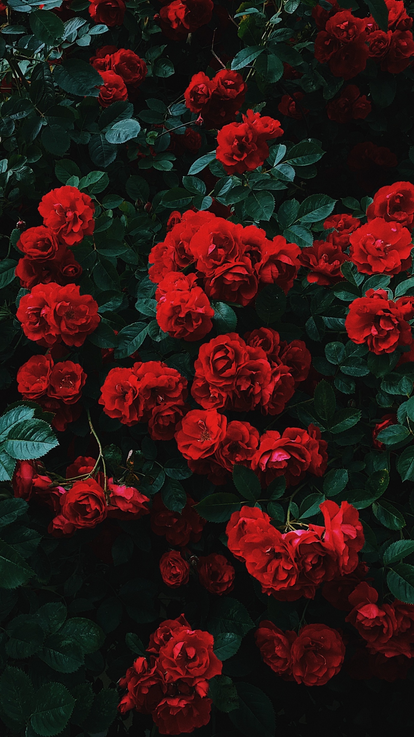 Обои Роза, цветок, цветковое растение, красный цвет, флорибунда в разрешении 1440x2560