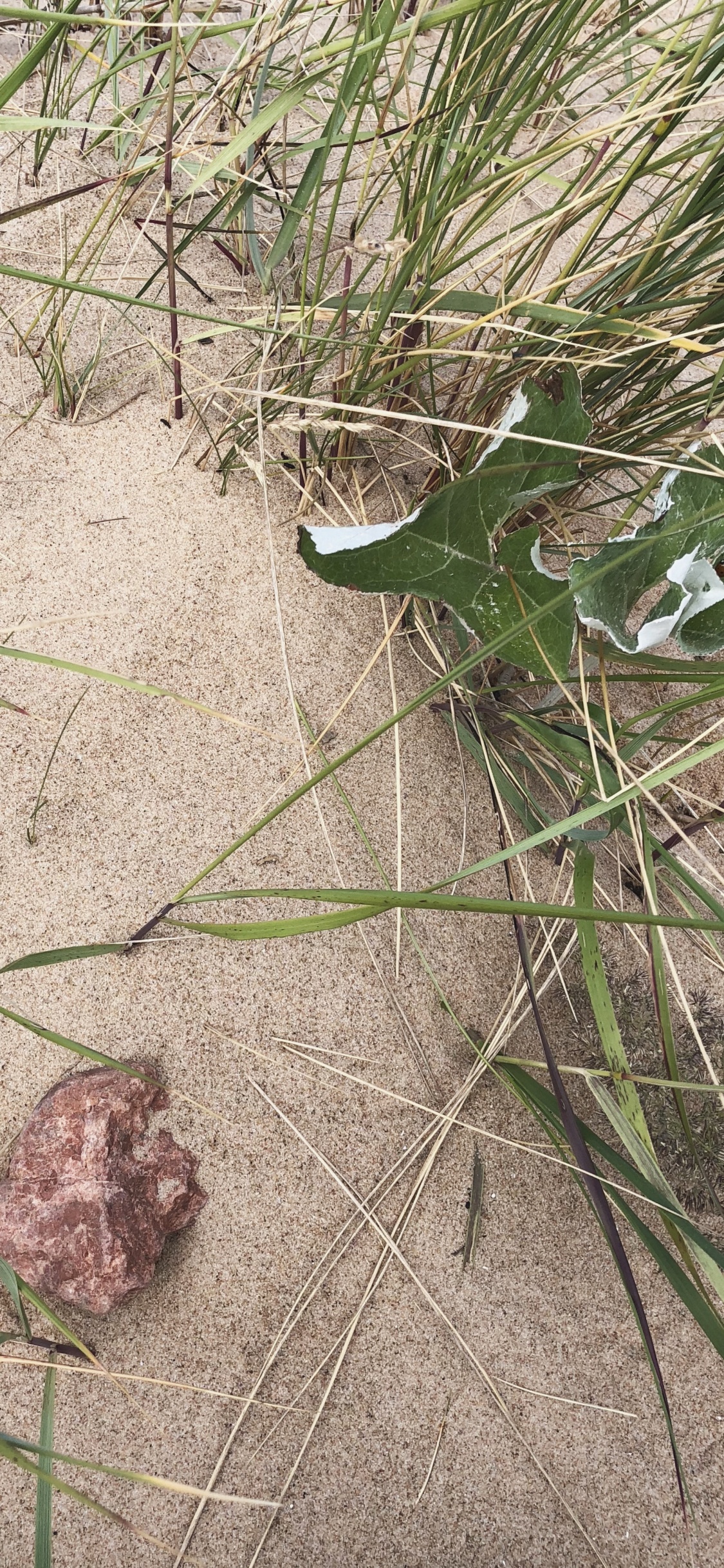 Обои трава, биология, наука, лист, ботаники в разрешении 1125x2436