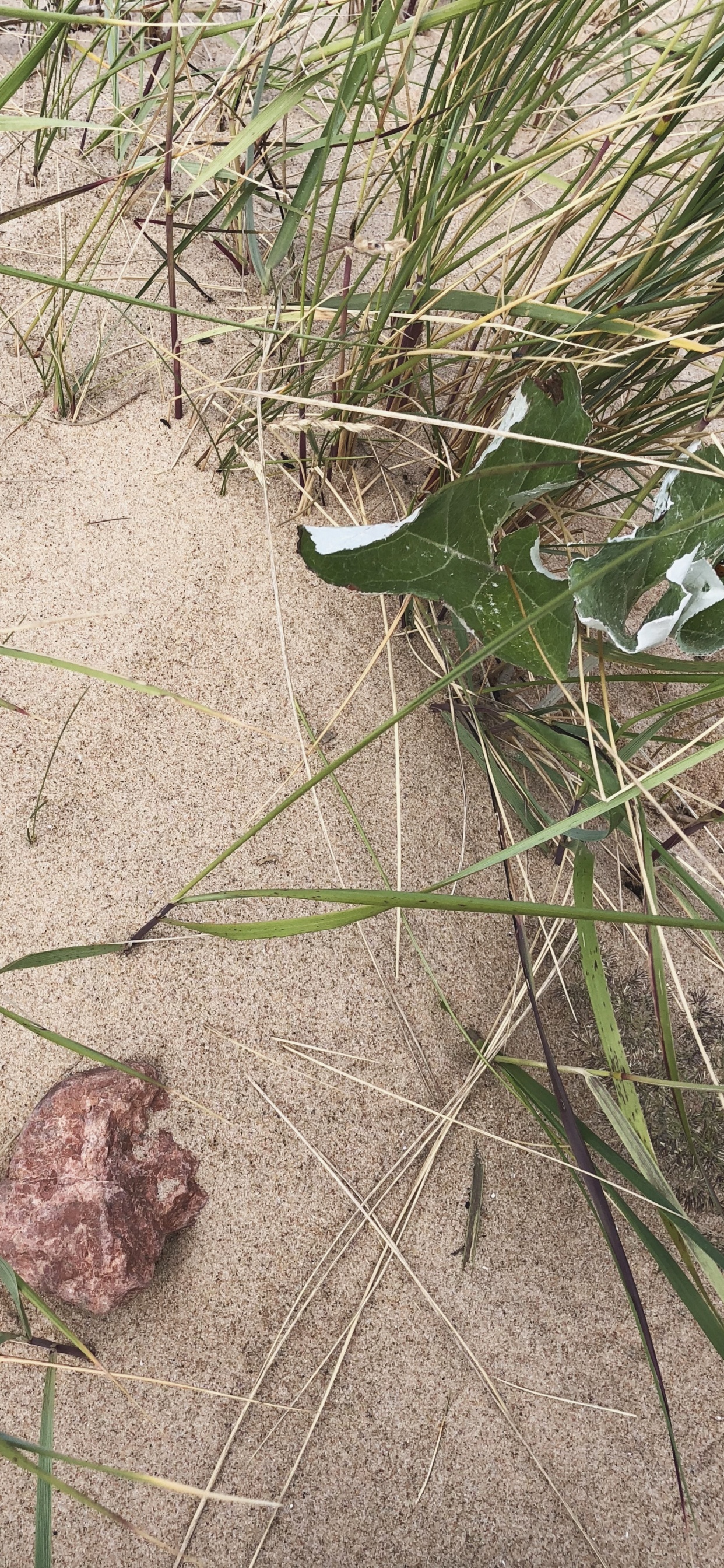 Обои трава, биология, наука, лист, ботаники в разрешении 1242x2688