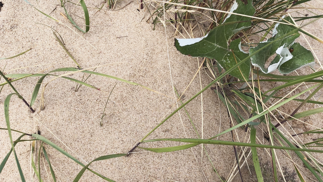 Обои трава, биология, наука, лист, ботаники в разрешении 1366x768