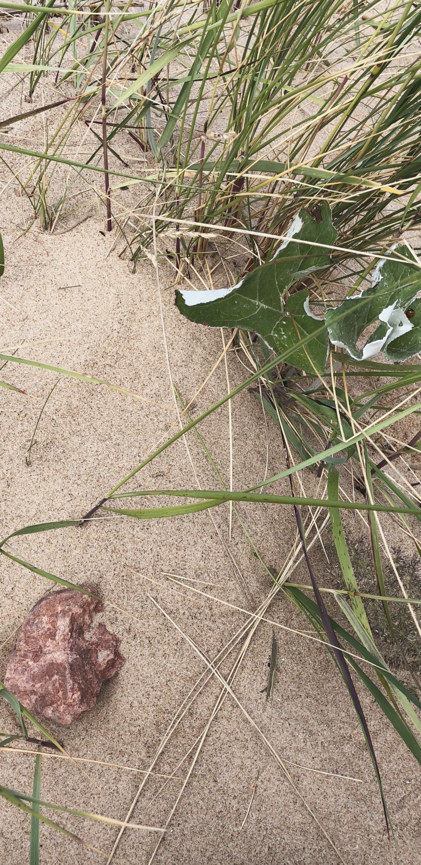 Обои трава, биология, наука, лист, ботаники в разрешении 1440x2960