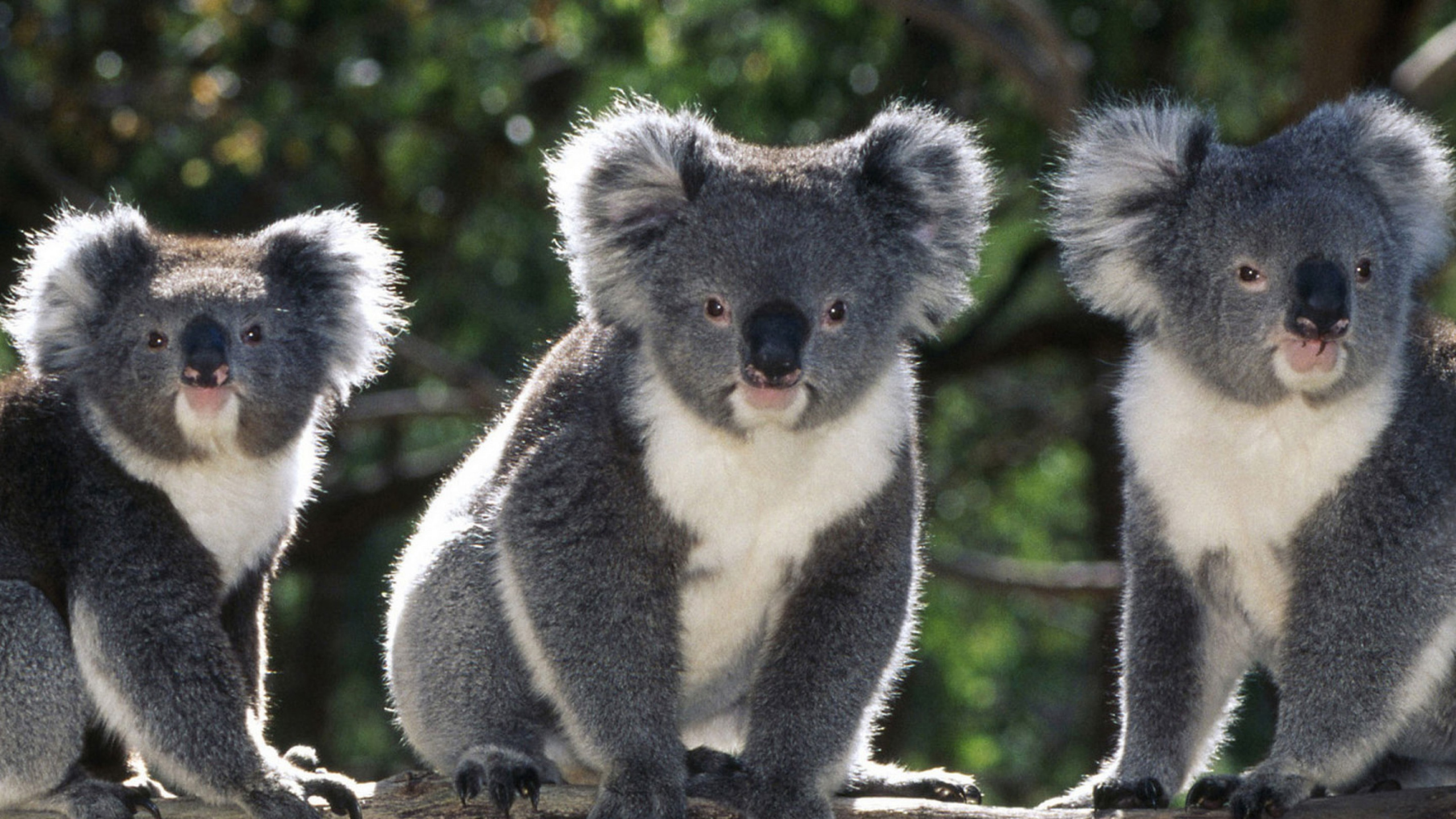 Обои Коала, наземные животные, живая природа, сумчатое животное, морда в разрешении 2560x1440