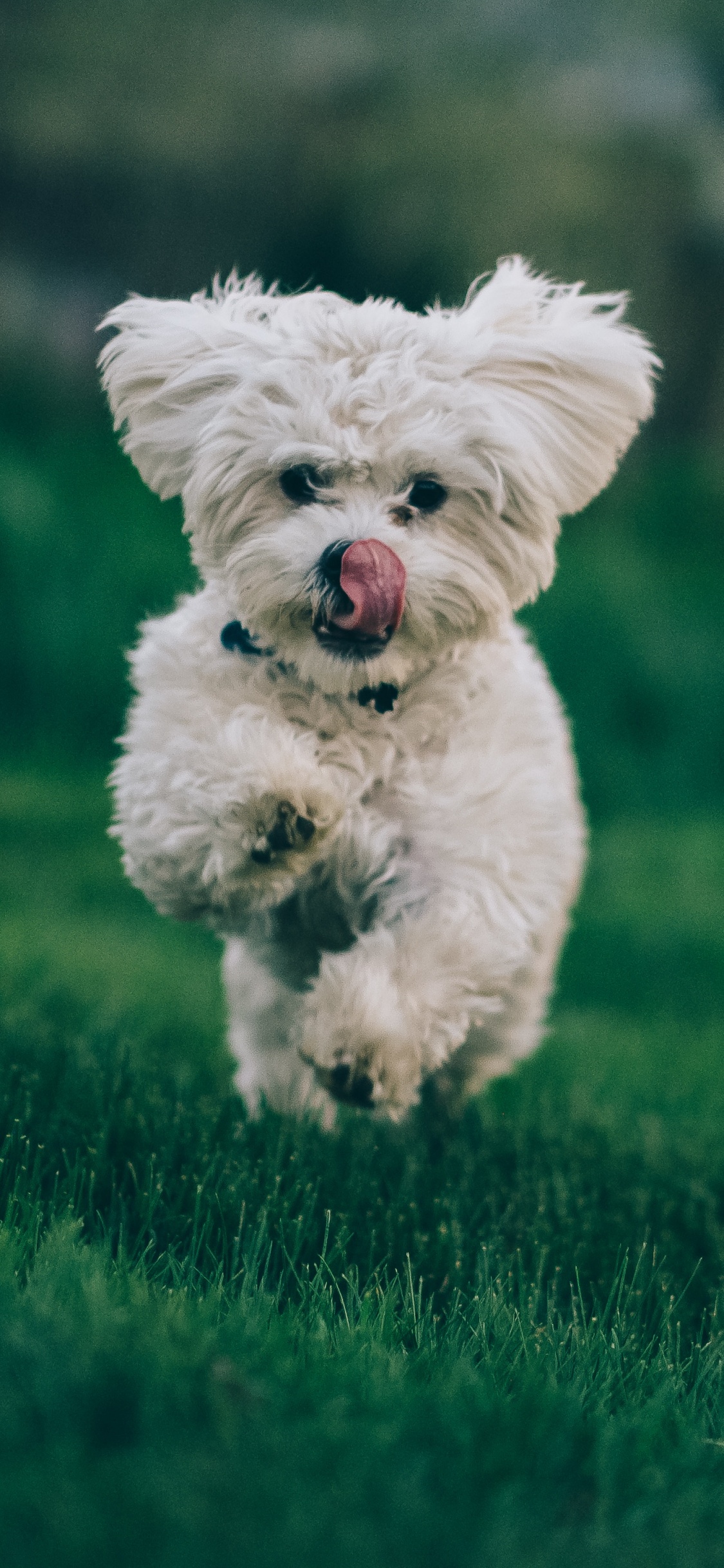 Обои бишон фризе, пудель, щенок, Фигурные покрытием ретривер, болонка в разрешении 1125x2436