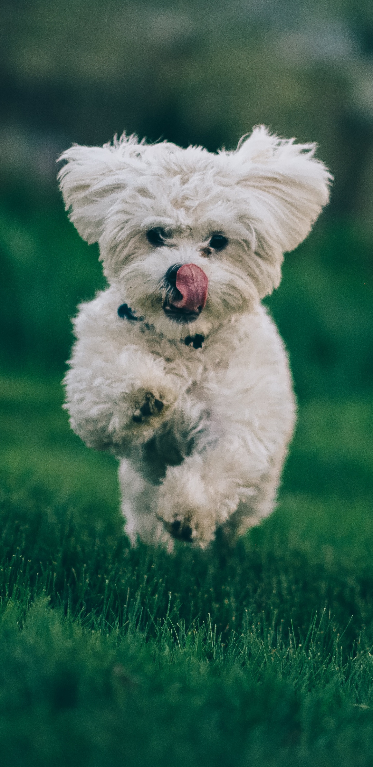 Обои бишон фризе, пудель, щенок, Фигурные покрытием ретривер, болонка в разрешении 1440x2960