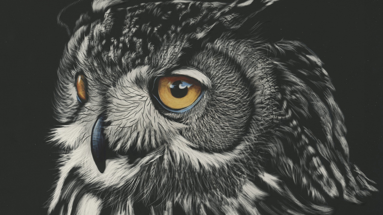 Обои большая рогатая сова, сова, птица, хищная птица, Западная визг совы в разрешении 1280x720