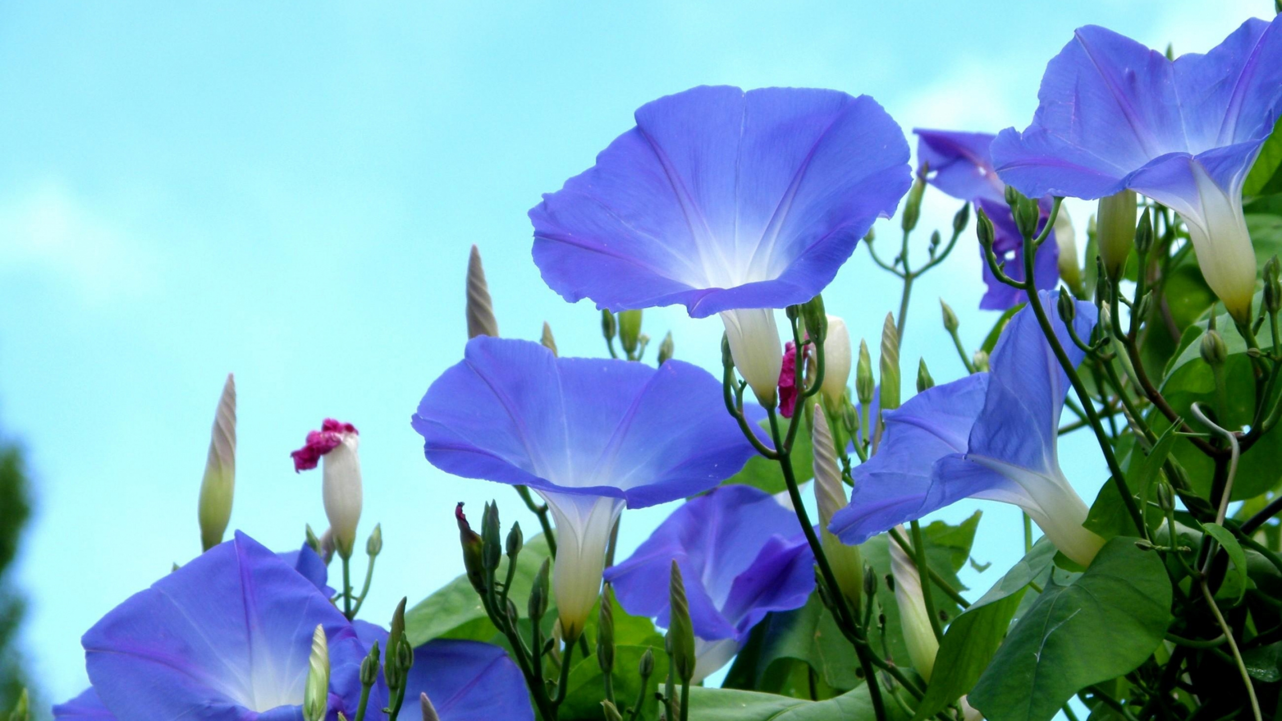 Обои бутон, цветковое растение, синий, растение, лепесток в разрешении 2560x1440