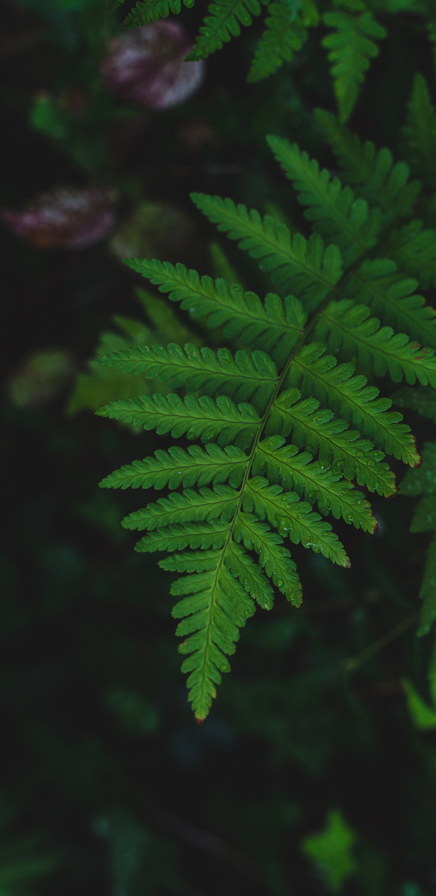 Обои природа, лист, сотовый телефон, растение, зеленый в разрешении 1440x2960