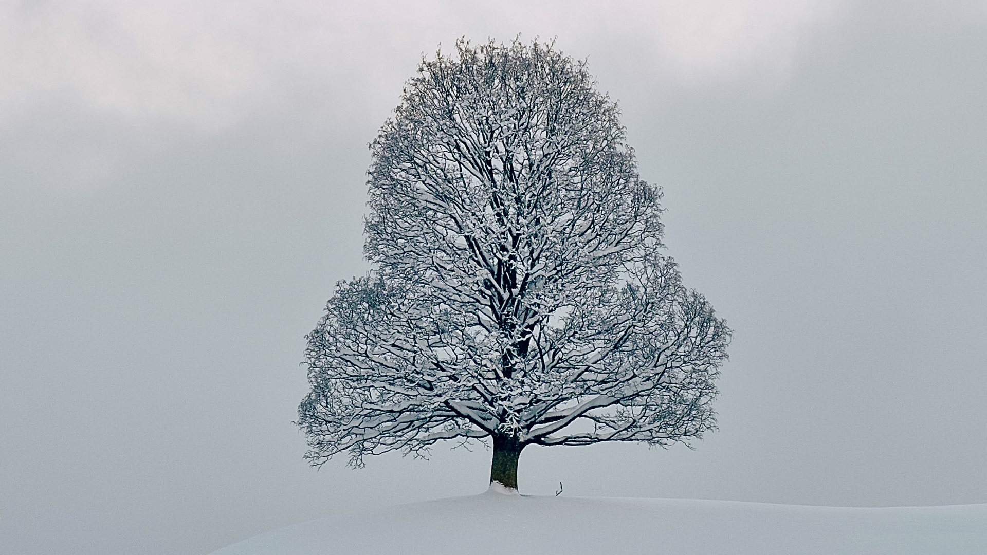 Обои снег, замораживание, зима, химия, природный ландшафт в разрешении 1920x1080